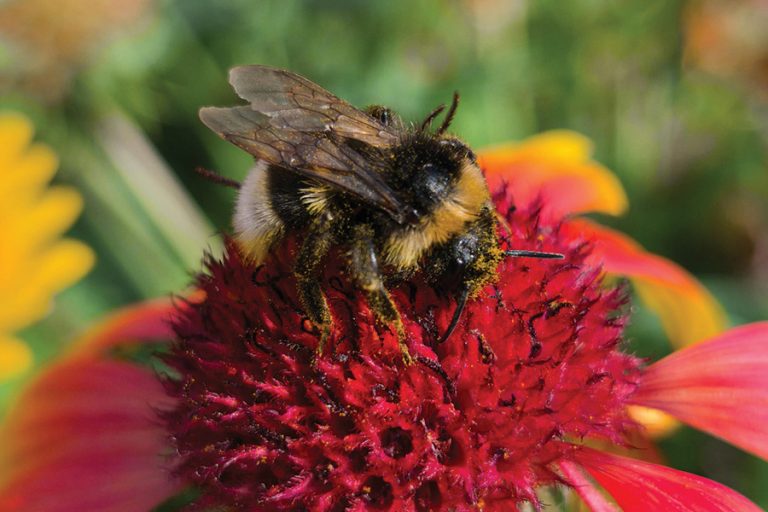 A better solution for nature and development